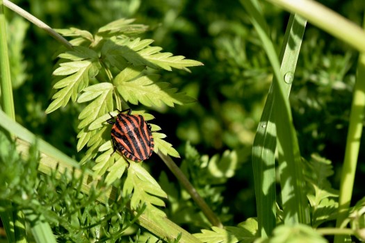 8_graphosomaitalicum